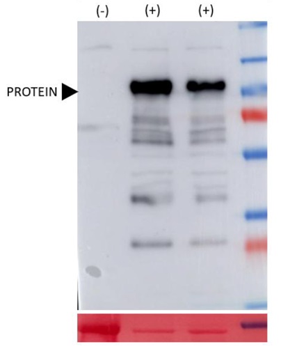 Western blot using ant-iRFP antibodies on RFP-tagged protein, expressed in A. thaliana