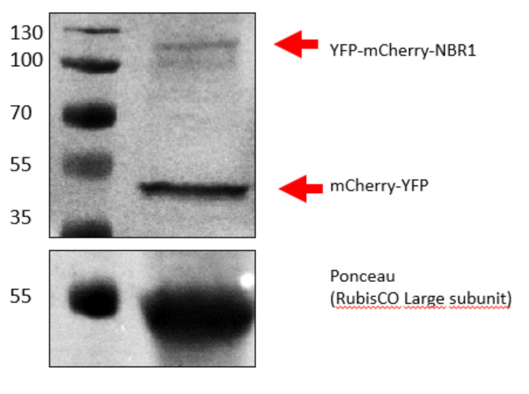 Western blot using anti-Red Fluorescent protein antibodies