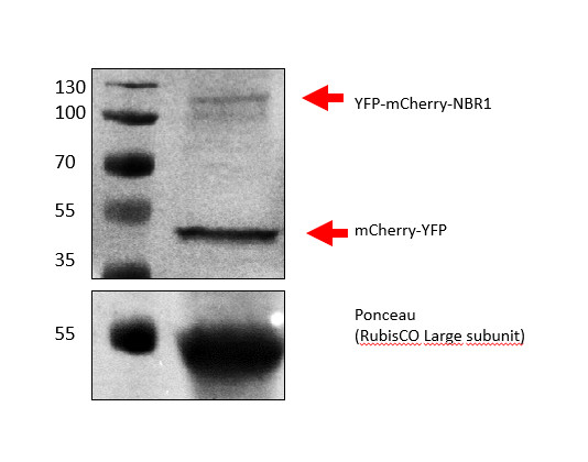 Western blot using anti-mRFP antibodies on plant recombinant protein