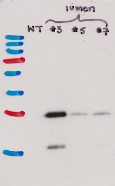 Western blot using anti-RFP antibodies on Physcomitrium patens
