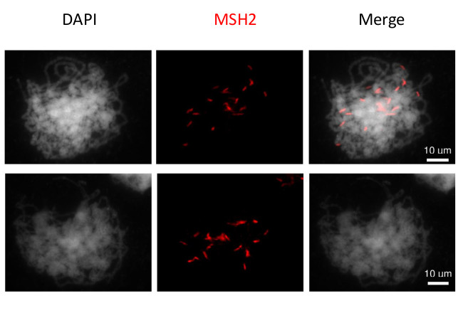 Immunofluorescent detection of plant MSH2 using polyclonal antibodies