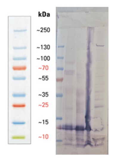Western blot using anti-Lhcb1 antibodies with broad species reactivity