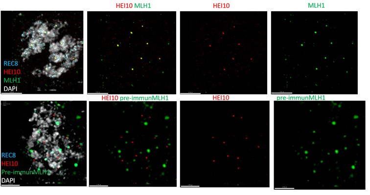 Immunofluorescence anti-MLH1 antibody
