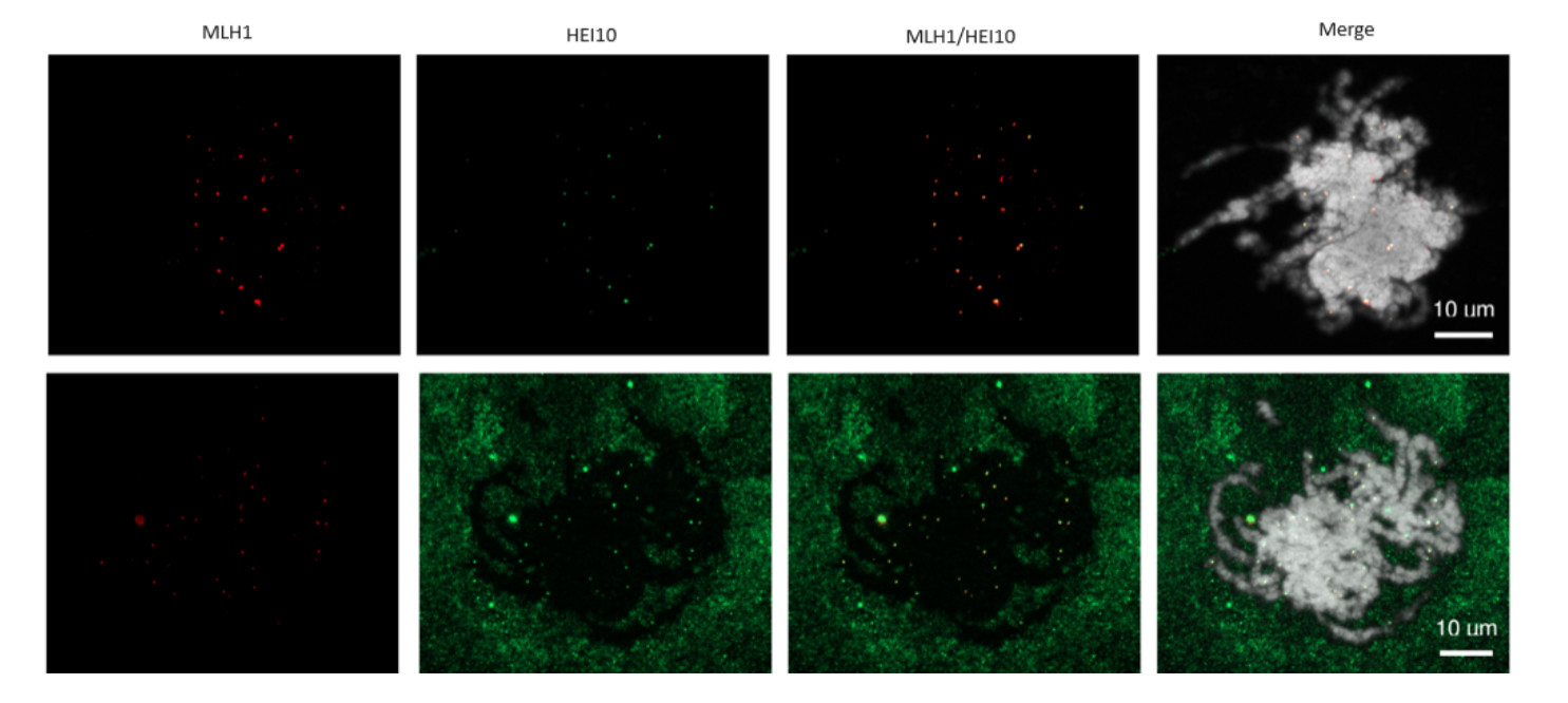 Immunofluorescence detection of MLH1 in Triticum aestivum meiocytes