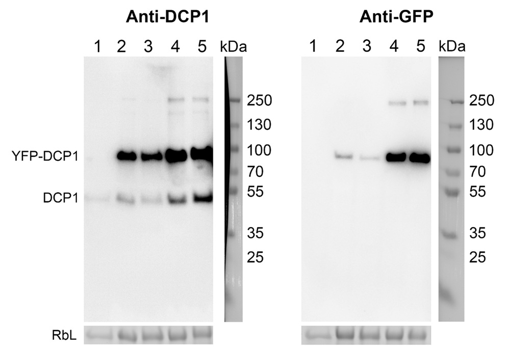 Western blot anti-DCP1 antibodies