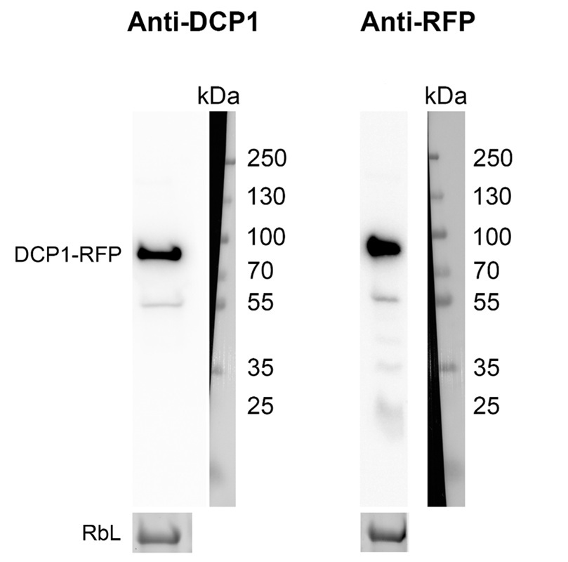 Western blot anti-DCP1 anitbody