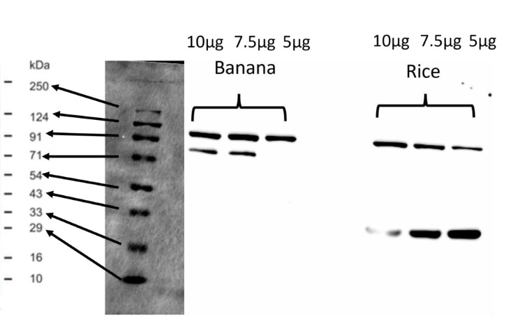 Western blot using anti-monocotyl HSP90 antibodies
