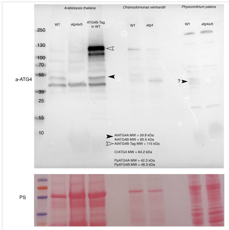 Western blot with plant anti-ATG4 antibodies
