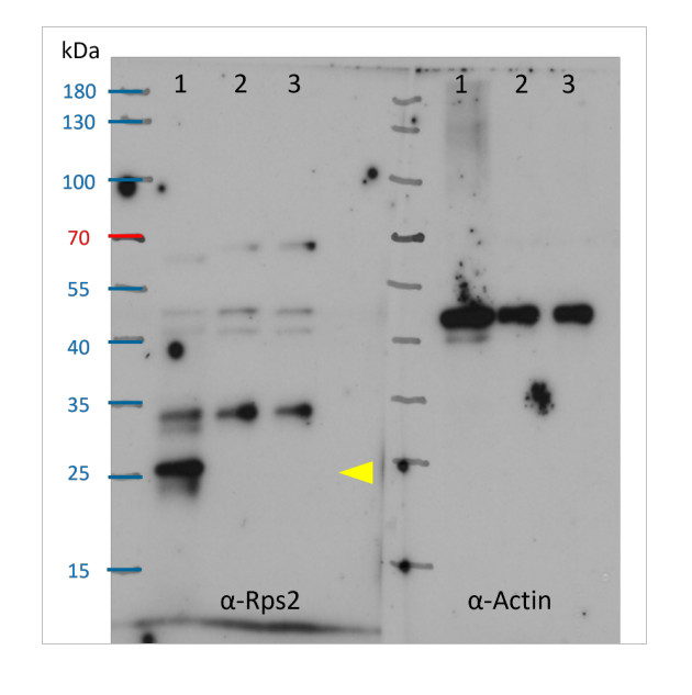 Western blot using anti-plant Rps2 antibodies