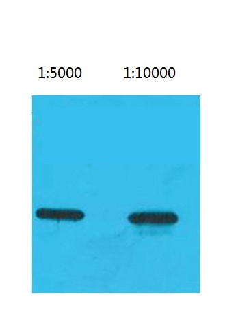 Western blot using anti-EGFP monoclonal antibodies
