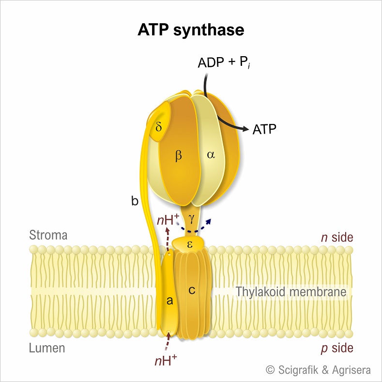 ATPase complex
