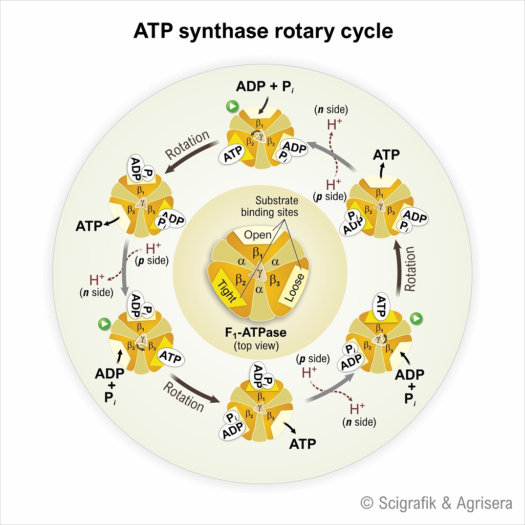 ATPase cycle