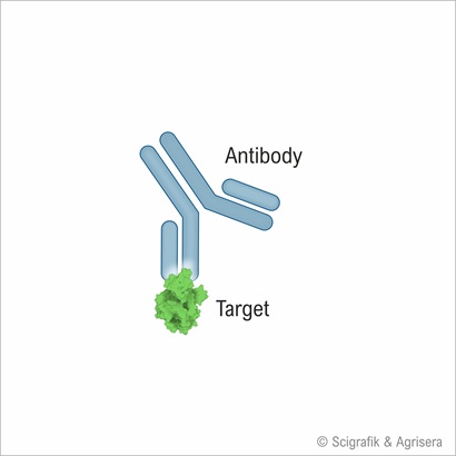 Antibody and target