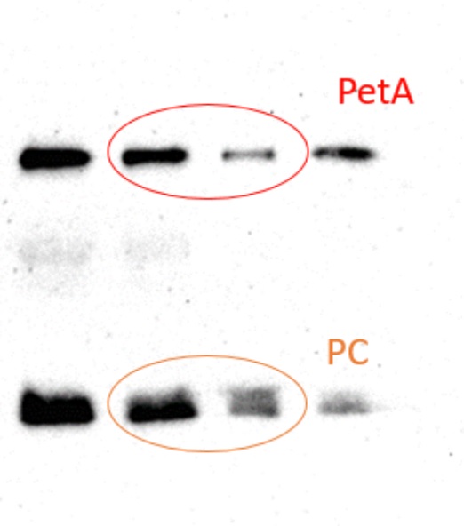 Western blot detection