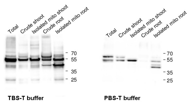 Western blot with anti-catalase antibodies