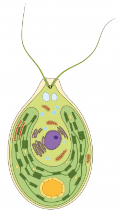 Algal Cell Compartment Marker Set