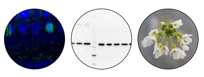 Agrisera Antibodies for Arabidopsis research