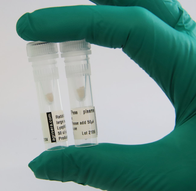 Agrisera Antibodies provided in lyophilized format