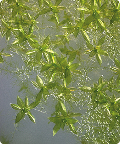 Agrisera antibodies to Physomitrium patens