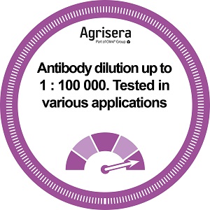 Agrisera Antibody Performance