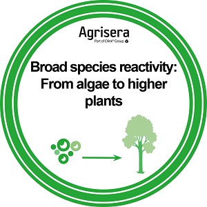 Agrisera Antibody Species Reactivity