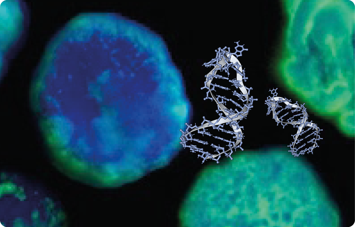 Agrisera DNA/RNA/Cell cycle antibodies