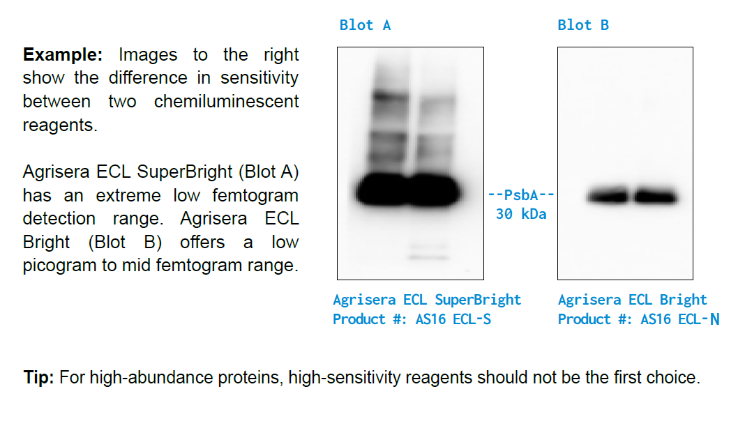Agrisera's versatile ECL set of 2 reagents with different sensitivity