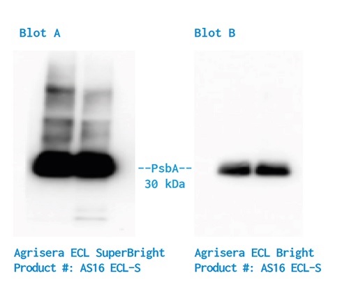 Agrisera Chemiluminescent Detection Reagents