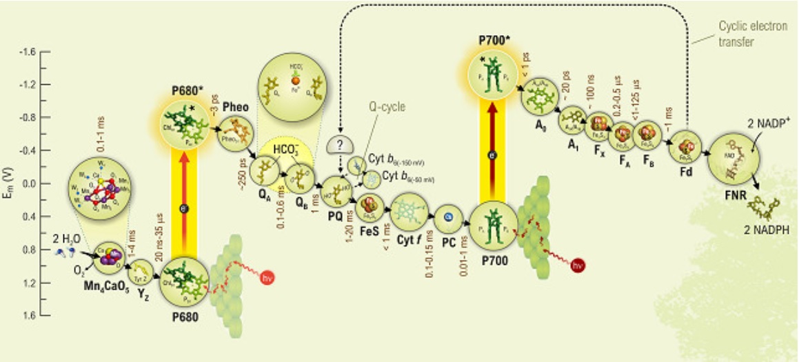 Electron transport in photosynthesis