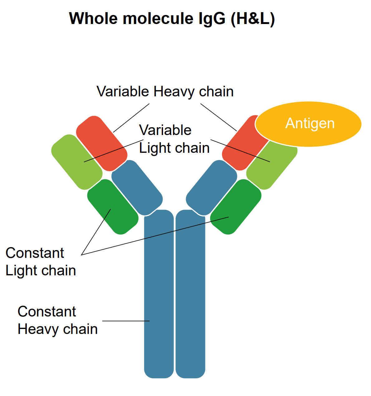 IgG molecule scheme