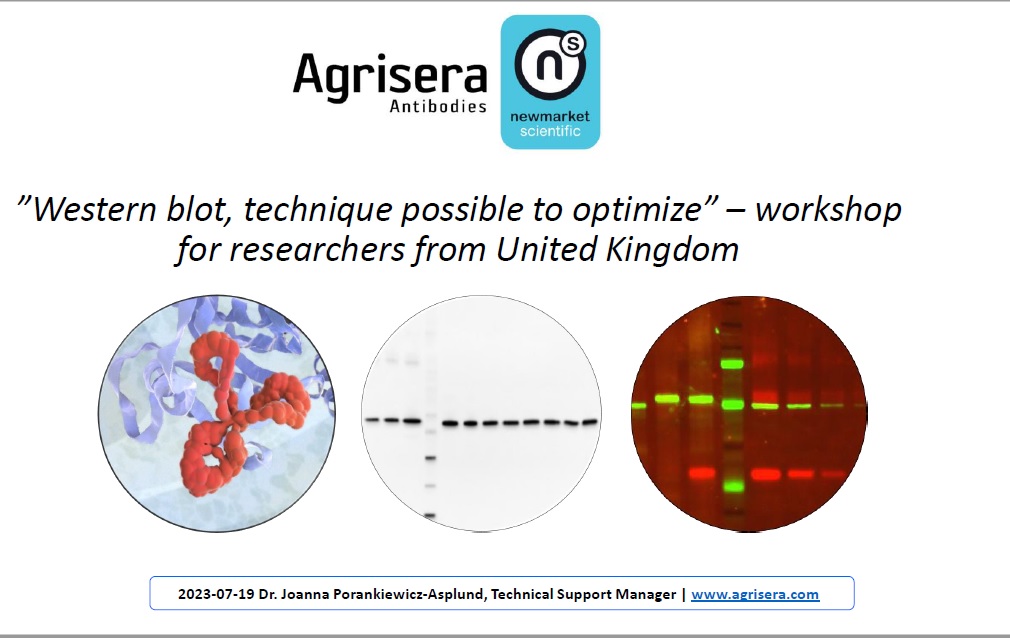 Agrisera online Western blot workshop for researchers from United Kingdom and Ireland