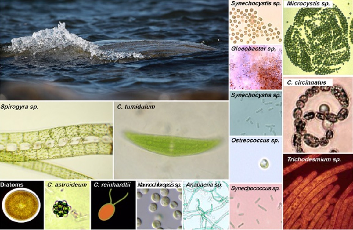 Ocean research antibodies