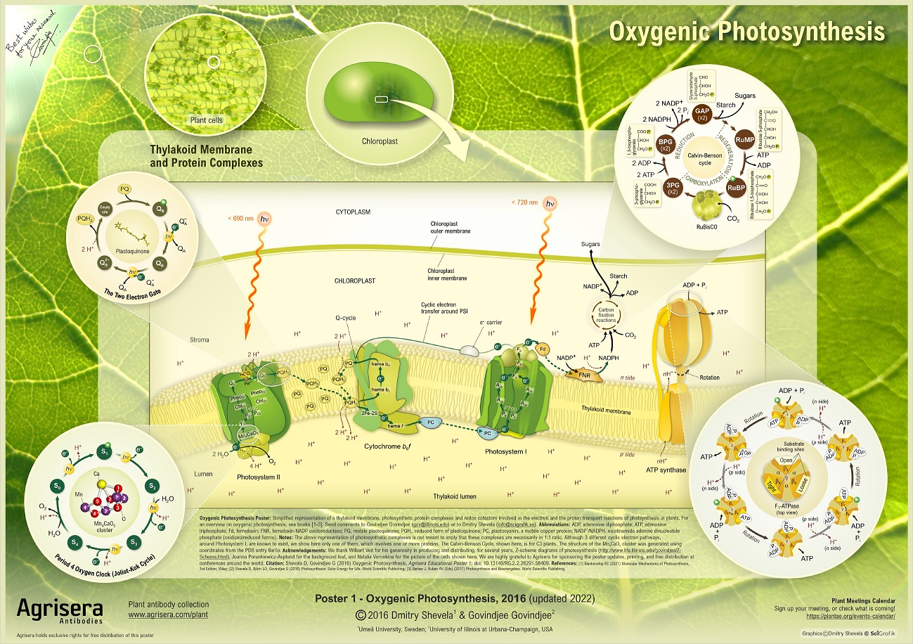 Agrisera Poster 1 Oxygenic Photosynthesis