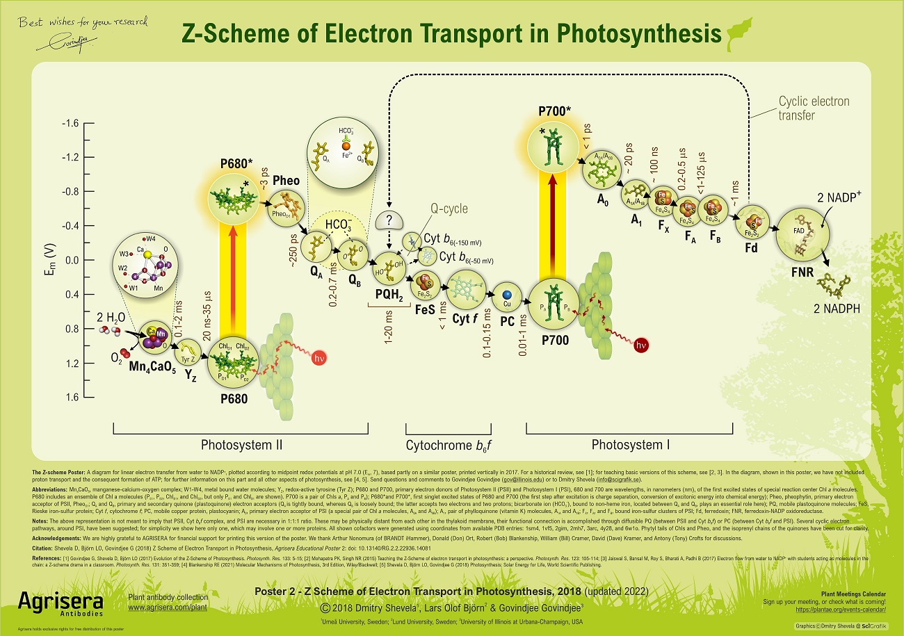 Agrisera Poster 2 Z-Scheme of Electron Transport in Photosynthesis