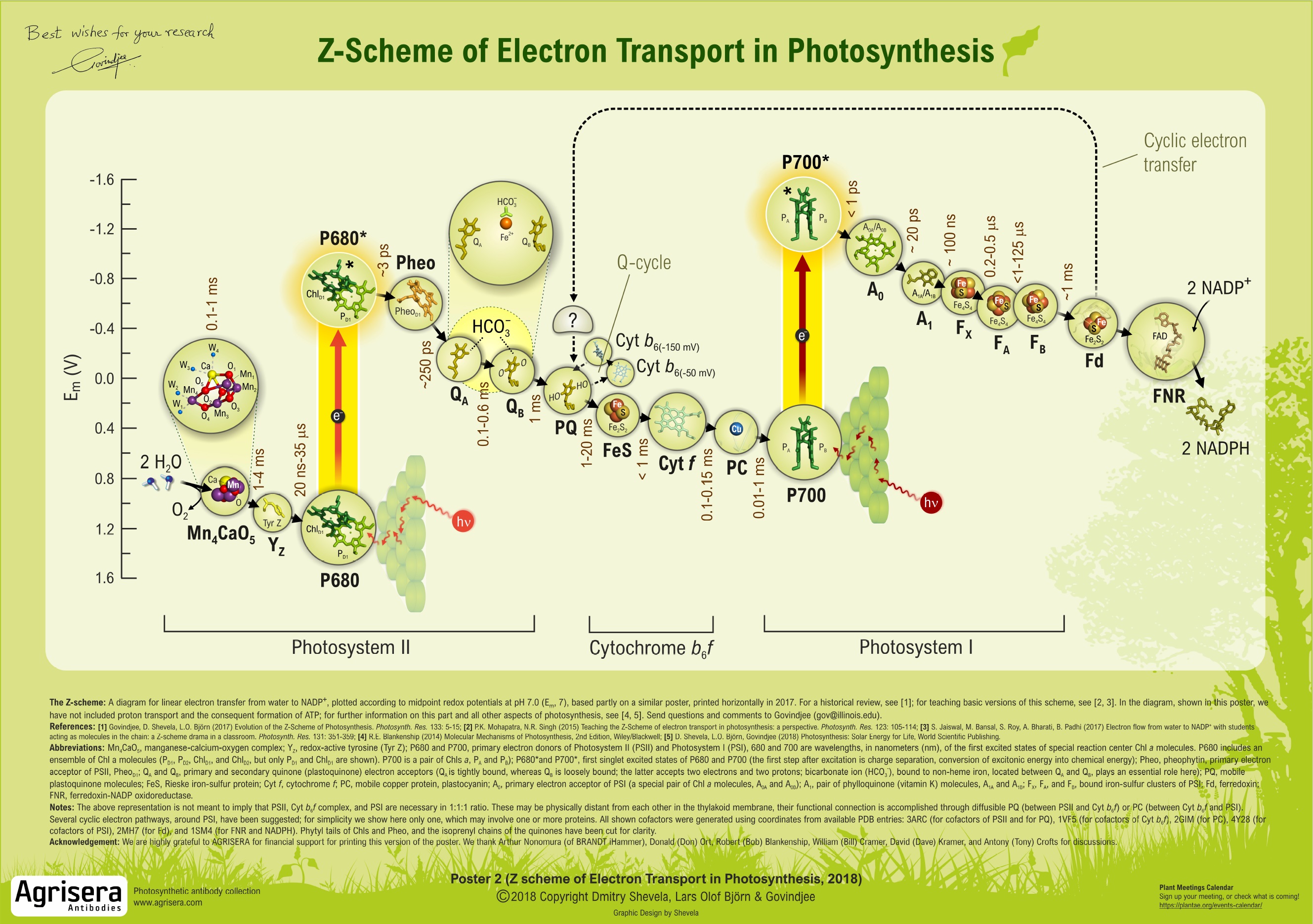 Agrisera Poster 2: Z-Scheme