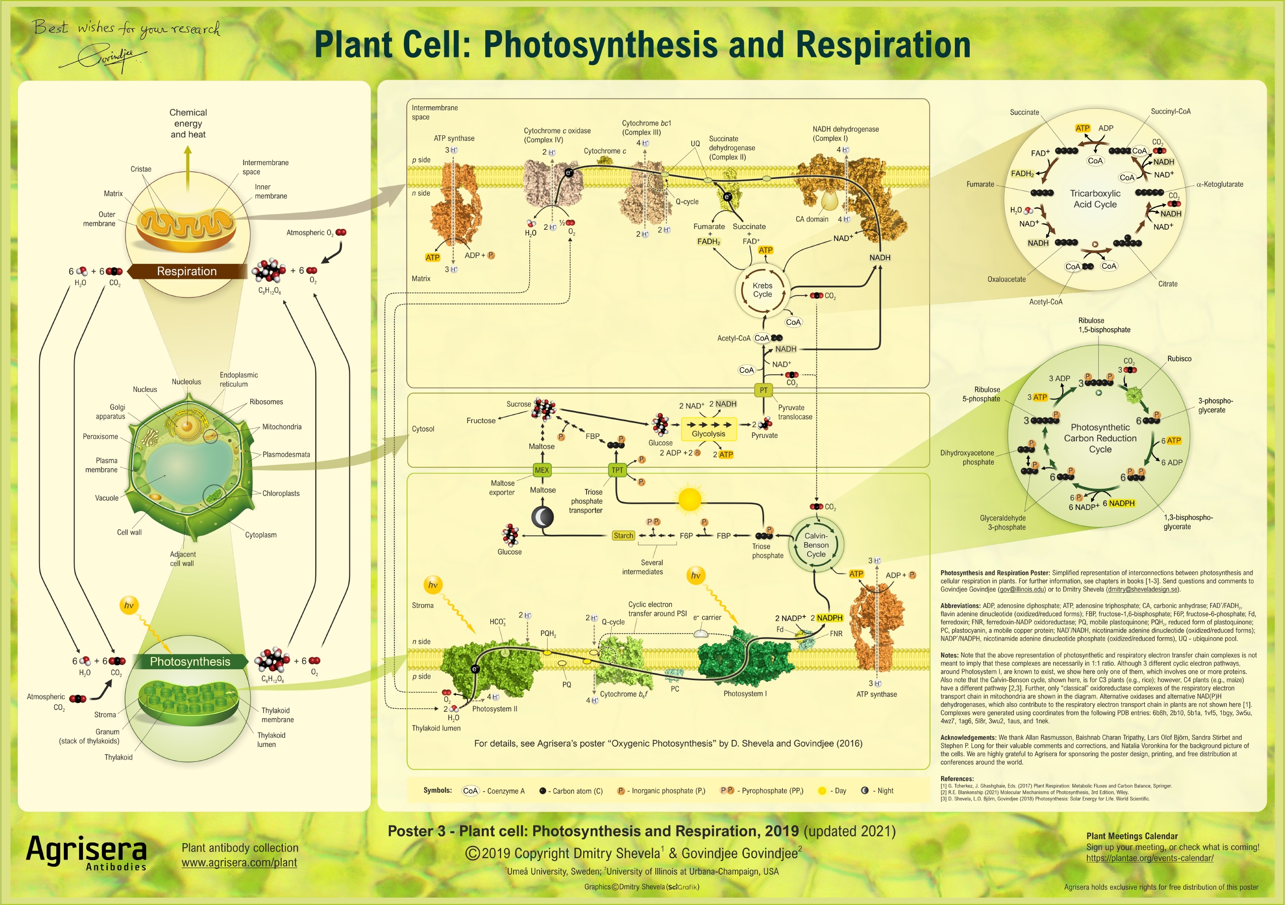 Agrisera Poster 3: Photosynthesis and Respiration