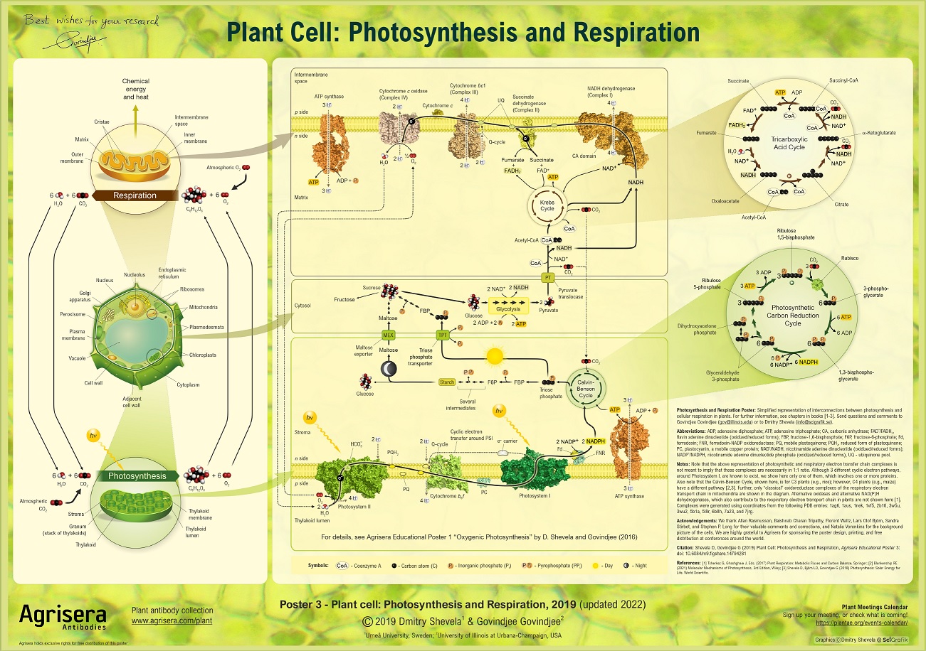 Agrisera Poster 3 Plant Cell Photosynthesis and Respiration
