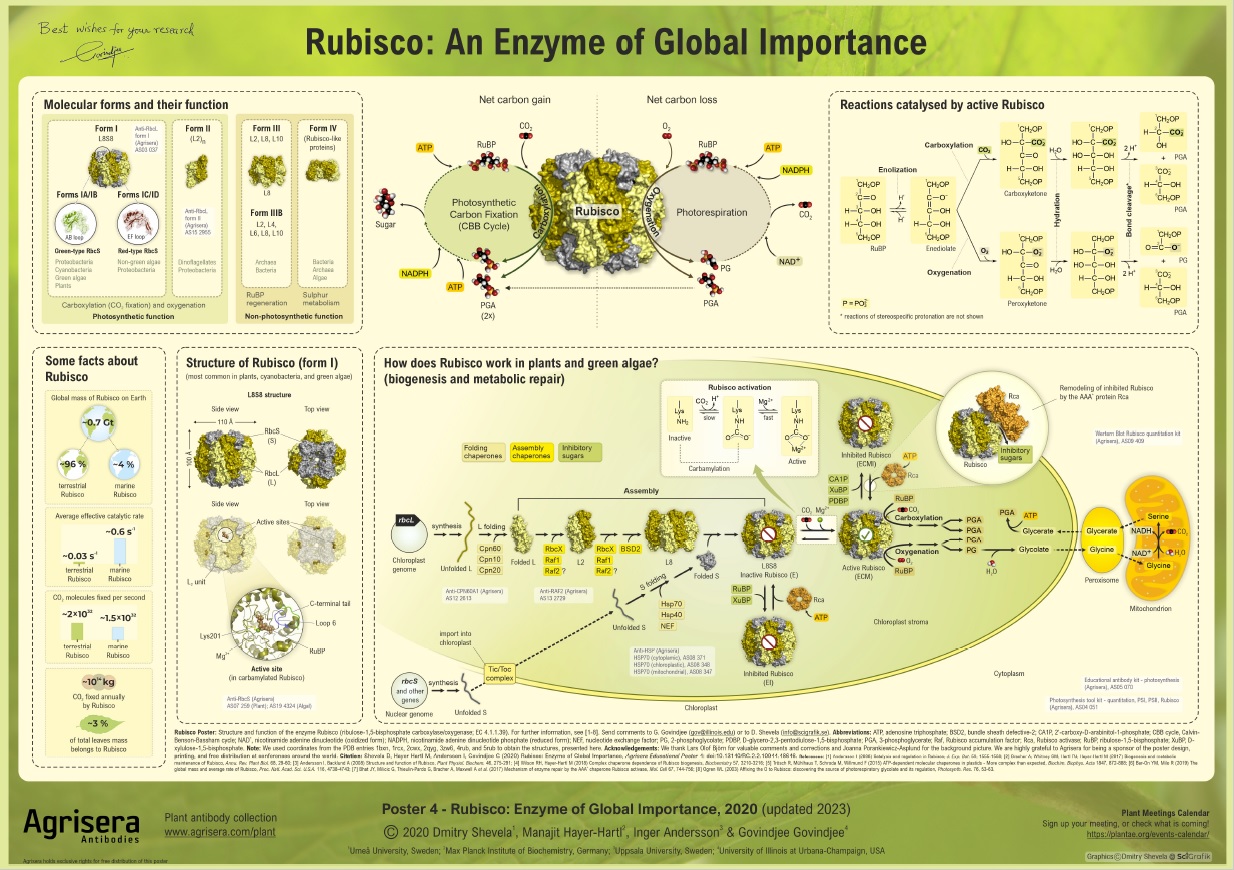 Agrisera Poster 4 Rubisco An Enzyme of Global Importance