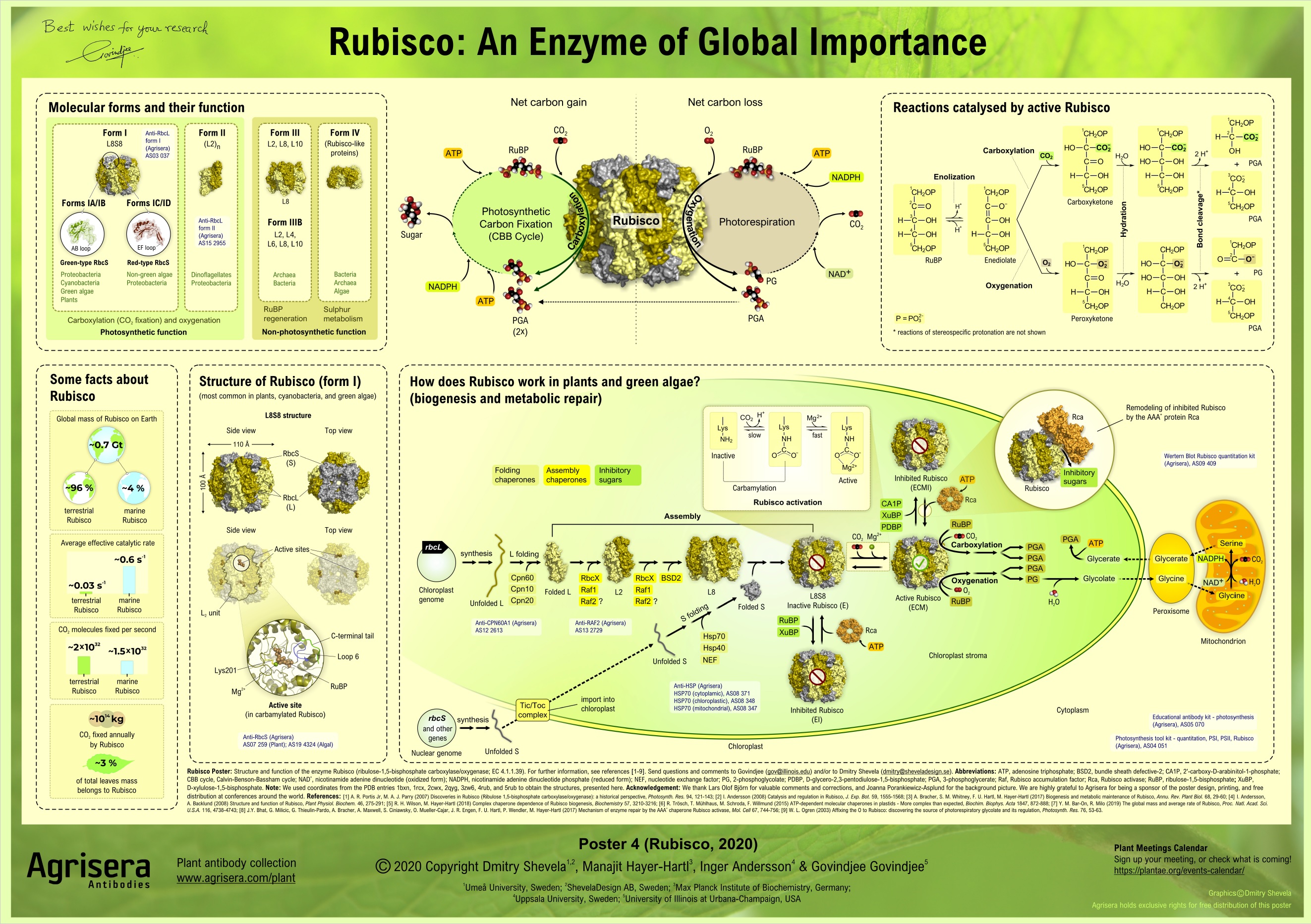 Agrisera Poster 4: Rubisco