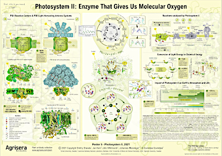 Agrisera Educational Poster 5: PSII