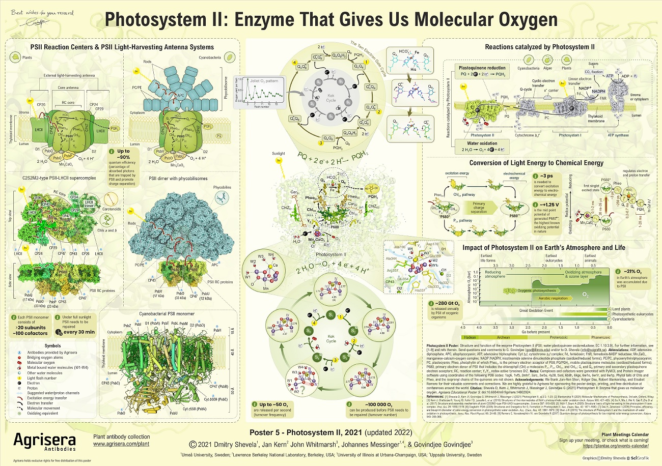 Agrisera Poster 5 Photosystem II Enzyme That Gives Us Molecular Oxygen