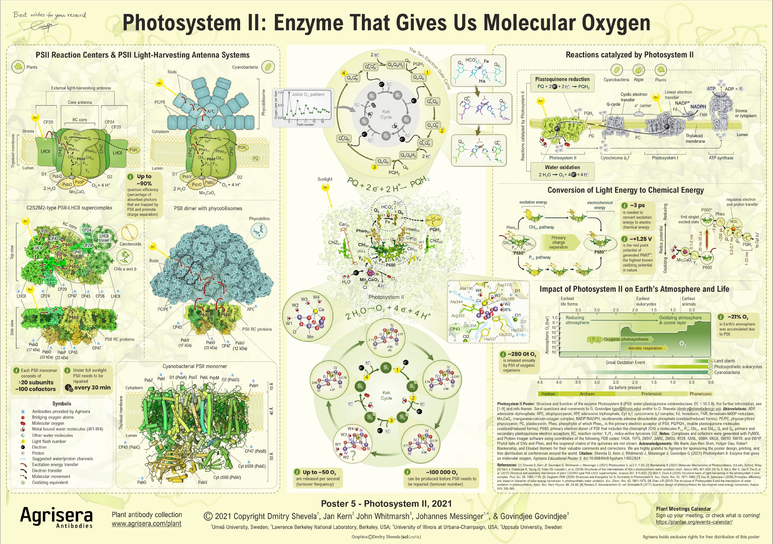 Agrisera Poster 5: Photosystem II