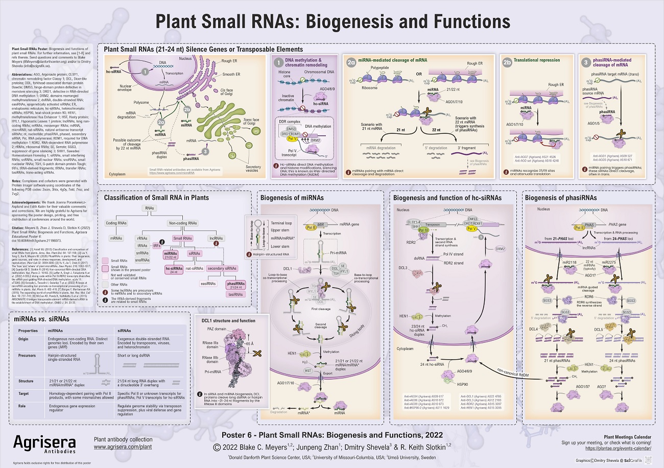 Agrisera Poster 6: Plant small RNAs