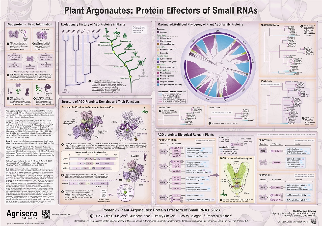 Agrisera Educational Poster 7: Plant Argonautes