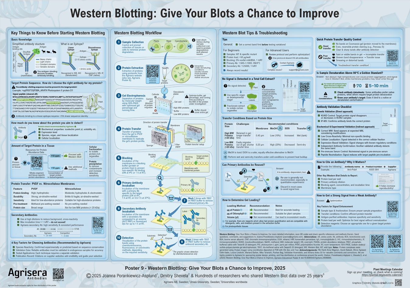 Agrisera Poster 9 Western Blotting
