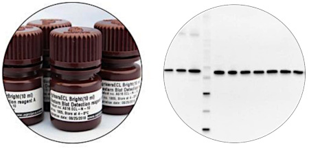 Agrisera Western Blot Reagents