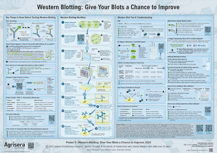 Educational poster about Western blot technique