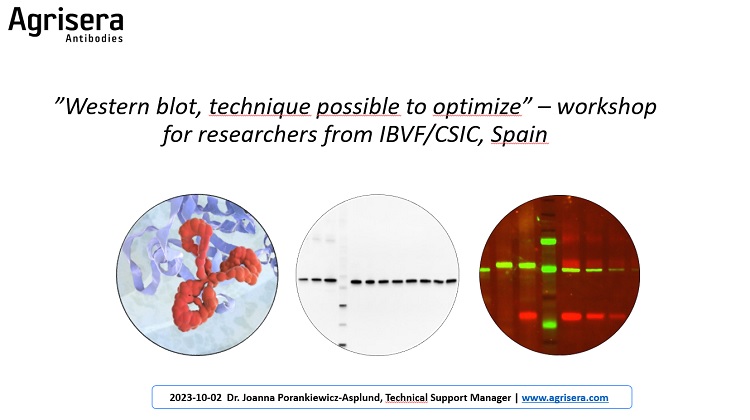 Agrisera Western blot workshop for researchers from Spain