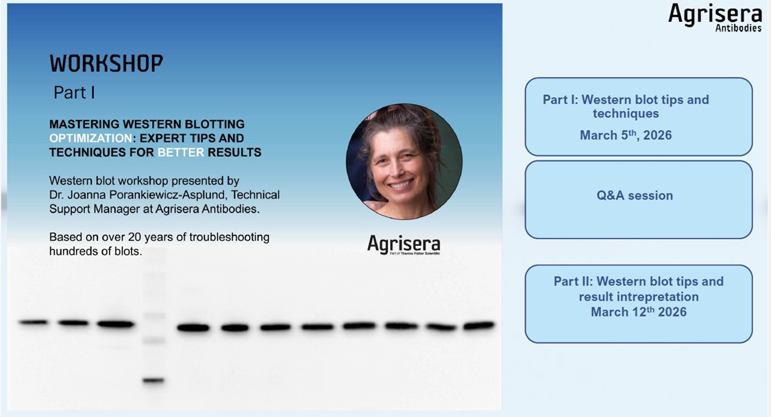 Agrisera Western blot workshop part I