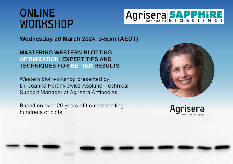 Online Western blot workshop with Sapphire Biosciences